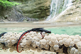3-classificata_ex_aequo_foto_n27_Progetto_WETFLYAMPHIBIA