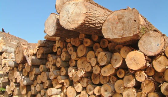 Prodotti legnosi innovativi: opportunità per il settore