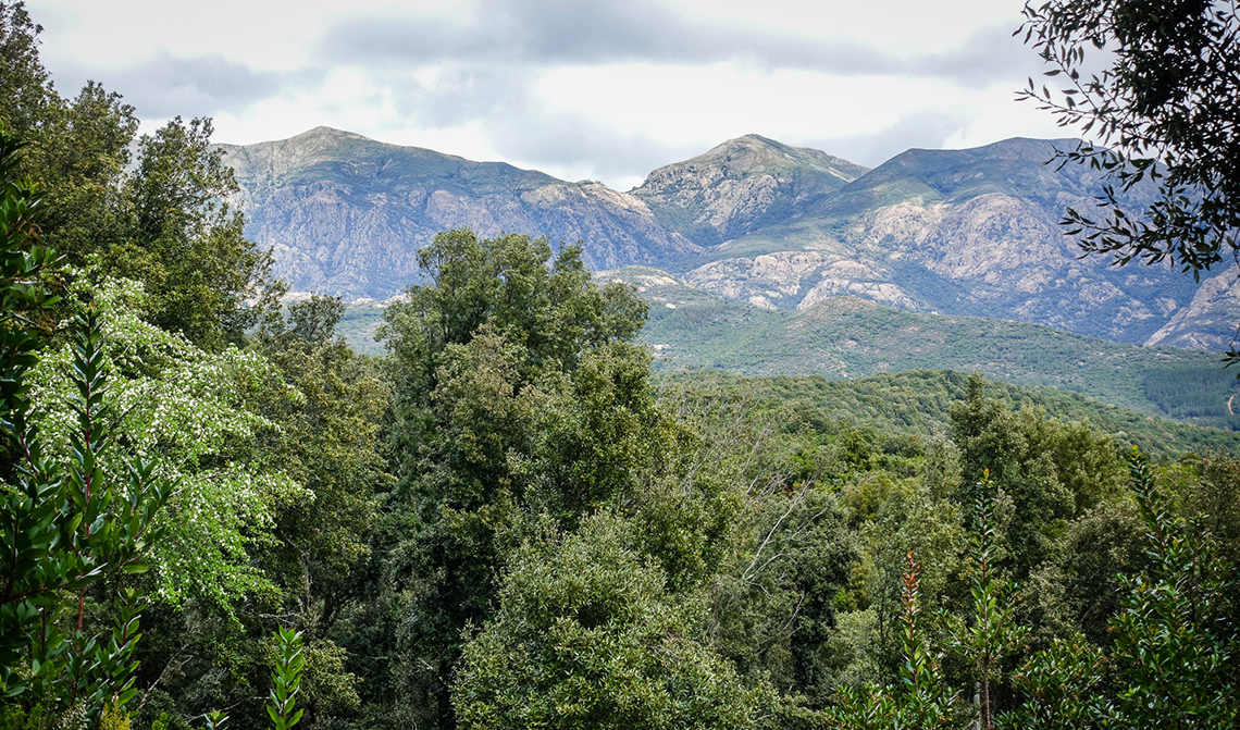 Progetto Marganai: sostenibilità del ceduo in Sardegna