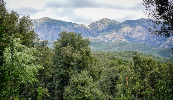 Progetto Marganai: sostenibilità del ceduo in Sardegna