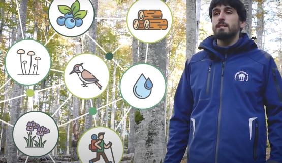 Gestione forestale e biodiversità saproxilica: sei video divulgativi dedicati alle scuole primarie