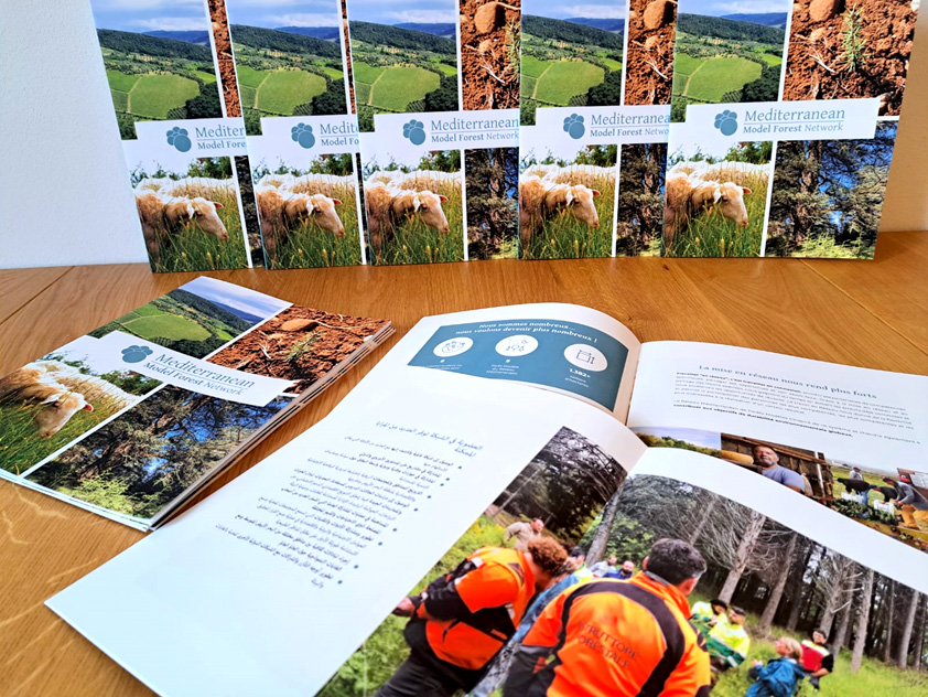 Nuova brochure MMFN con focus sulla restoration e 4 lingue in più